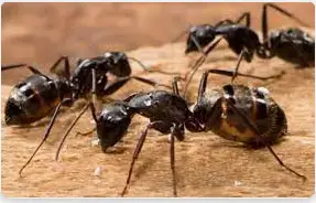 ما هو تفسير حلم النمل الأسود لكبار العلماء؟
