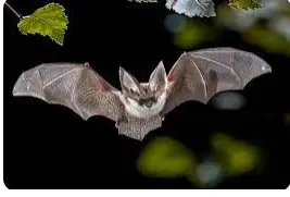 أهم 100 تفسير لرؤية الخفاش في المنام لابن سيرين