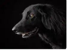 تعرف على تفسير الكلاب السوداء في المنام لابن سيرين